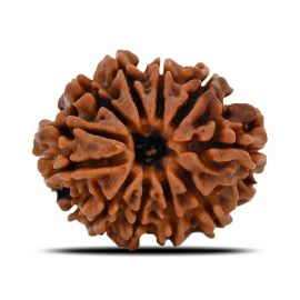 11 Mukhi Rudraksha (Nepal) 23.32 MM