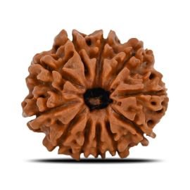 Natural 11 Mukhi (Eleven Mukhi) Nepal Rudraksha GJSPC Certified 20.82 M.M.