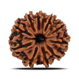 Natural 11 Mukhi (Eleven Mukhi) Nepal Rudraksha GJSPC Certified 20.45 M.M.