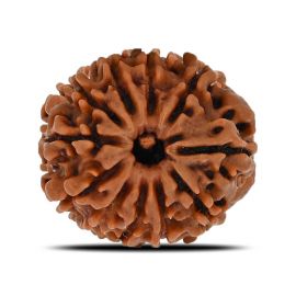 11 Mukhi Rudraksha (Nepal) 22.37 MM