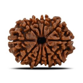 11 Mukhi Rudraksha (Nepal) 23.28 MM