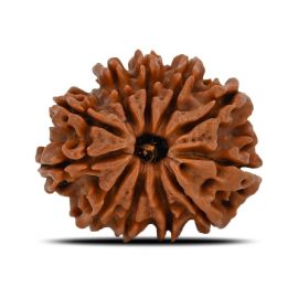 Natural 11 Mukhi (Eleven Mukhi) Nepal Rudraksha GJSPC Certified 21.68 M.M.