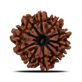 11 Mukhi Rudraksha (Nepal) 20.9 MM