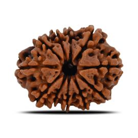 11 Mukhi Rudraksha (Nepal) 24.43 MM