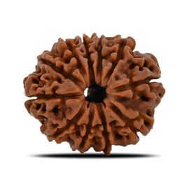 Natural 11 Mukhi (Eleven Mukhi) Nepal Rudraksha GJSPC Certified 22.13 M.M.