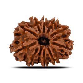 11 Mukhi Rudraksha (Nepal) 23.78 MM