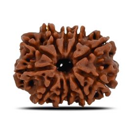 11 Mukhi Rudraksha (Nepal) 23.59 MM