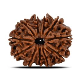 Natural 11 Mukhi (Eleven Mukhi) Nepal Rudraksha GJSPC Certified 24.87 M.M.