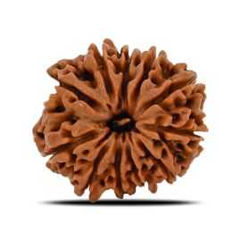 Natural 11 Mukhi (Eleven Mukhi) Nepal Rudraksha GJSPC Certified 22.98 M.M.