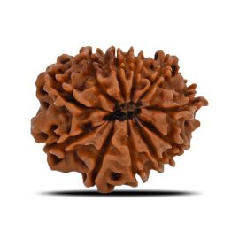 11 Mukhi Rudraksha (Nepal) 22.91 MM