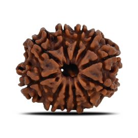 Natural 11 Mukhi (Eleven Mukhi) Nepal Rudraksha GJSPC Certified 23.44 M.M.