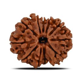 11 Mukhi Rudraksha (Nepal) 23.53 MM