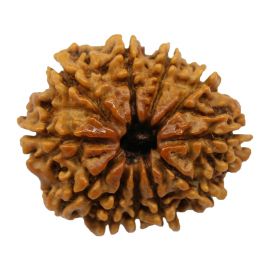 Natural 11 Mukhi Nepali Rudraksha Collector Size (Elevan Mukhi) 24.6 M.M.