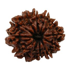 11 Mukhi Rudraksha (Nepal) 23.49 MM