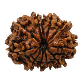 11 Mukhi Rudraksha (Nepal) 24.77 MM