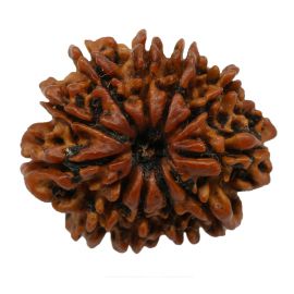 11 Mukhi Rudraksha (Nepal) 24.52 MM