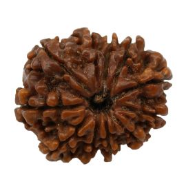 Natural 11 Mukhi Nepali Rudraksha Collector Size (Elevan Mukhi) 23.36 M.M.