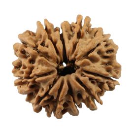 Natural 11 Mukhi (Eleven Mukhi) Nepali Rudraksha GJSPC Certified 23.96 M.M.