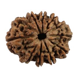 Natural 11 Mukhi (Eleven Mukhi) Nepali Rudraksha GJSPC Certified 23.66 M.M.