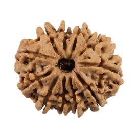 Natural 11 Mukhi (Eleven Mukhi) Nepali Rudraksha GJSPC Certified 24.68 M.M.