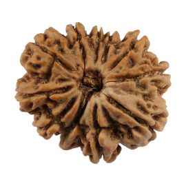 11 Mukhi Rudraksha (Nepal) 25.81 MM