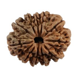 Natural 11 Mukhi (Eleven Mukhi) Nepali Rudraksha GJSPC Certified 23.5 M.M.