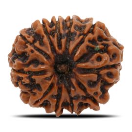 Natural 11 Mukhi Rudraksha (Nepal) GJSPC Certified 26 M.M.