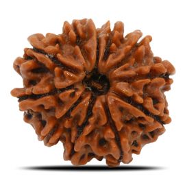 Natural 11 Mukhi Rudraksha (Nepal) GJSPC Certified 23.77 M.M.