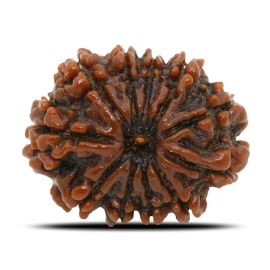 Natural 11 Mukhi Rudraksha (Nepal) GJSPC Certified 24.13 M.M.