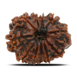 Natural 11 Mukhi Rudraksha (Nepal) GJSPC Certified 25.14 M.M.