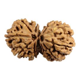 Natural 11 Mukhi (Eleven Mukhi) Gauri Shankar Nepali Rudraksha GJSPC Certified 37.24 M.M.