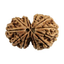 Natural 11 Mukhi (Eleven Mukhi) Gauri Shankar Nepali Rudraksha GJSPC Certified 35.14 M.M.