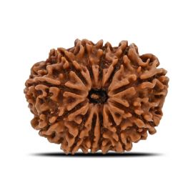 12 Mukhi (Twelve Mukhi ) Rudraksha Nepal GJSPC Certified 27.54 M.M.