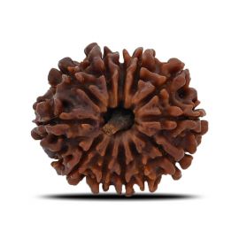 12 Mukhi (Twelve Mukhi ) Rudraksha Nepal GJSPC Certified 25.52 M.M.