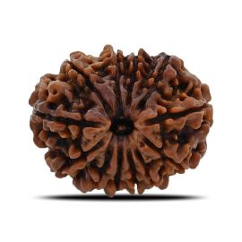 12 Mukhi (Twelve Mukhi ) Rudraksha Nepal GJSPC Certified 25.68 M.M.