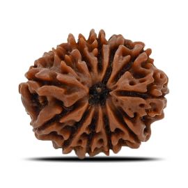 12 Mukhi Rudraksha (Nepal) 24.69 MM