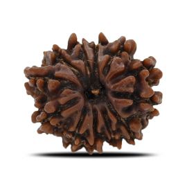 12 Mukhi Rudraksha (Nepal) 20.59 MM