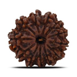 12 Mukhi Rudraksha (Nepal) 21.65 MM