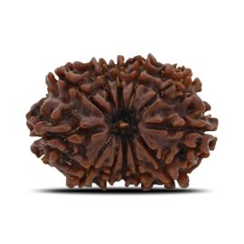 12 Mukhi (Twelve Mukhi ) Rudraksha Nepal GJSPC Certified 25.13 M.M.