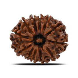 12 Mukhi Rudraksha (Nepal) 23.86 MM