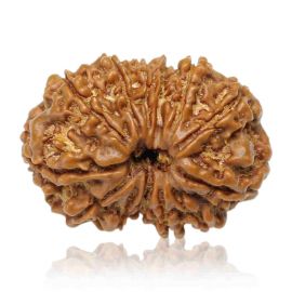 Natural 13 Mukhi Rudraksha (Nepal) GJSPC Certified 27.73 M.M.