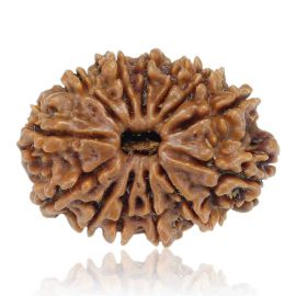 Natural 13 Mukhi Rudraksha (Nepal) GJSPC Certified 26.45 M.M.