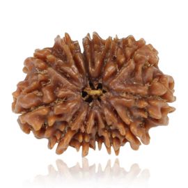 Natural 13 Mukhi Rudraksha (Nepal) GJSPC Certified 25.41 M.M.