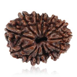 Natural 13 Mukhi Rudraksha (Nepal) GJSPC Certified 25.11 M.M.