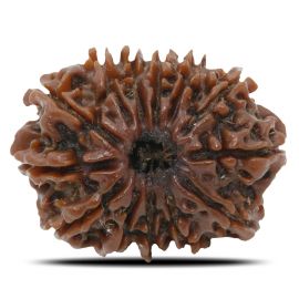 Natural 13 Mukhi Rudraksha (Nepal) GJSPC Certified 25.16 M.M.