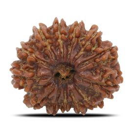 Natural 13 Mukhi Rudraksha (Nepal) GJSPC Certified 25.19 M.M.