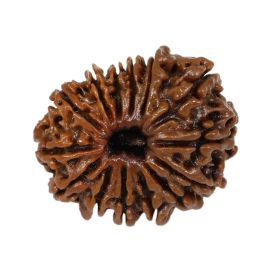 14 Mukhi Rudraksha ( Fourteen Mukhi ) Nepal Xray GJSPC Certified 23.26 M.M.