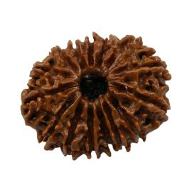 Natural 15 Mukhi Collector Rudraksha (Fifteen Mukhi) GJSPC Certified 25.3 M.M.