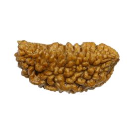 Natural Ek Mukhi Rudraksha (1 Mukhi) India GJSPC Certified One Mukhi Rudraksha 28.75 M.M.