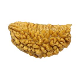 Natural Ek Mukhi Rudraksha (1 Mukhi) India GJSPC Certified One Mukhi Rudraksha 26.98 M.M.